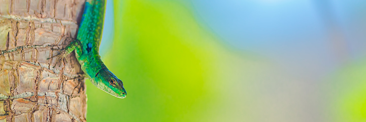 Green lizard on the tree. Reptile. Summer abstract tropical background. Copy space