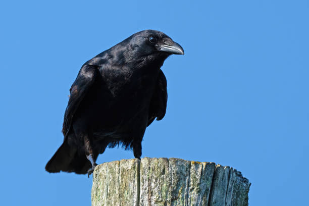 Fish Crow Standing on a Piling Fish Crow Standing on a Piling fish crow stock pictures, royalty-free photos & images