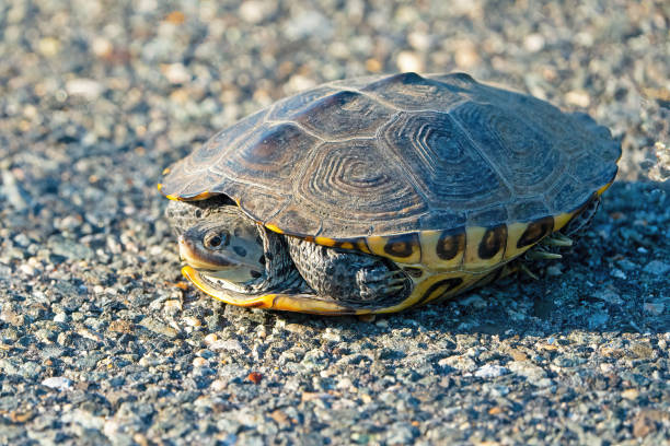 istock Diamond Back Terrapin Crossing a Road 1403185368