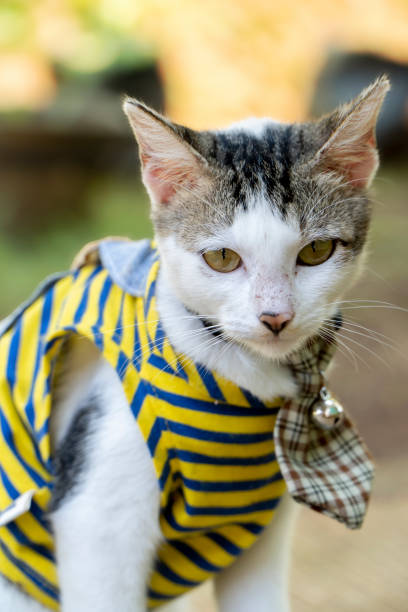 istock Cute cat in clothes playing in the yard 1403185404