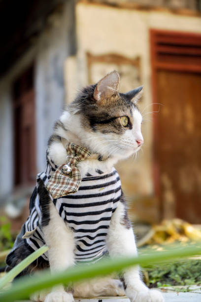 istock Cute cat in clothes playing in the yard 1403185418