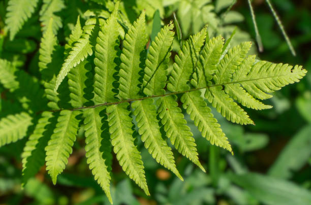 istock Green vertical plant close-up on blur background 1403185445