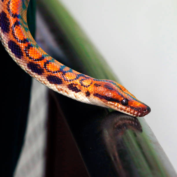 istock close up of a rainbow snake head. Its can reflect sunlight into a rainbow. 1403185520
