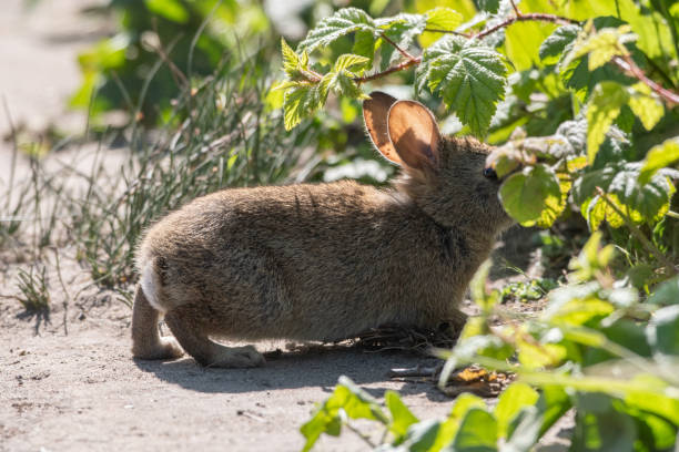 istock Juvenile/Young Cottontail Rabbit Bunny Eating/Feeding on Plants 1403188658