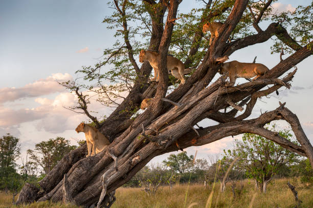istock Pride of lions (Panthera leo) resting high up in a tree 1403188850