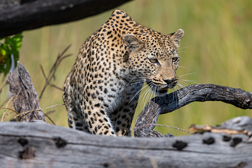 Pula, a female leopard in the Moremi Game Reserve, lost an ear to an unknown assailant, most likely a hyena.