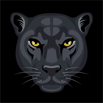 Black panther head close up. Black Leopard Head Logo. Portrait of a Black Leopard in the wild. Scary looking male.