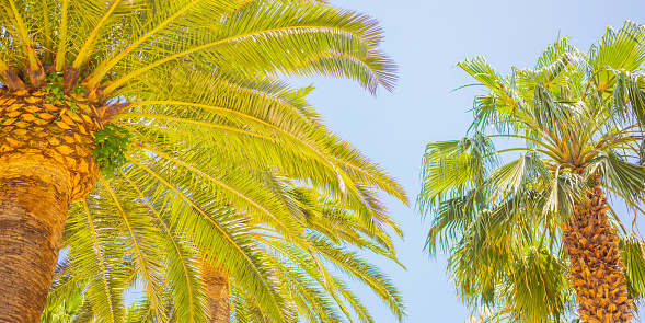 Palm leaf against blue sky. Summer abstract tropical background