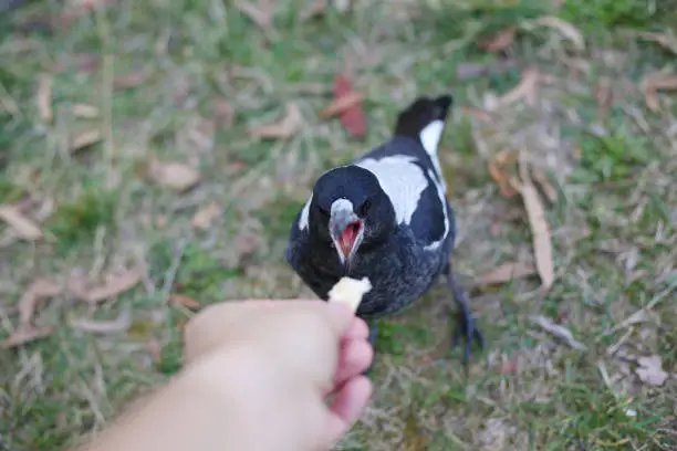 Australian magpie juvenile eating by human hand, feeding bread to bird in park in Australia, closeup selective focus.
