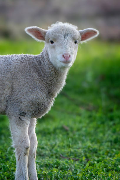 istock Merino Sheep out in the paddock 1403190532