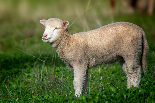 Merino Sheep grazing in a paddock