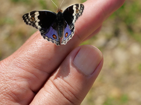 Beautiful butterfly sits on the girl's fingertips, selective focus.