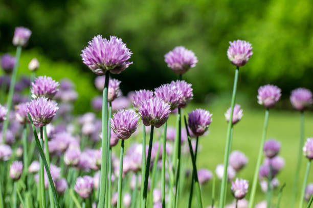 istock Chives flowers in bloom in a sunny garden 1403192520