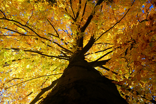 A large maple tree on a bright and windy autumn day, phographed from directly below.