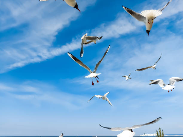 istock Seagulls fly towards the Baltic Sea 1403194655