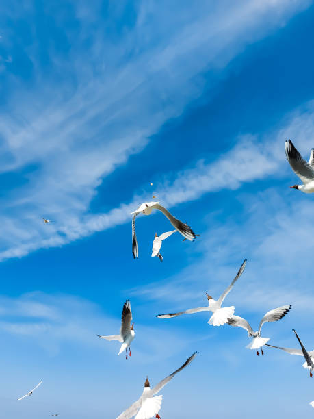 istock Seagulls fly towards the Baltic Sea 1403194696