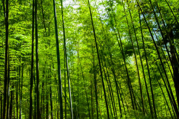 Fresh and green bamboo forest in national forest