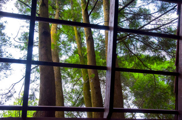 istock dense, forest, tourists, ornamental, tree house in the forest 1403195847
