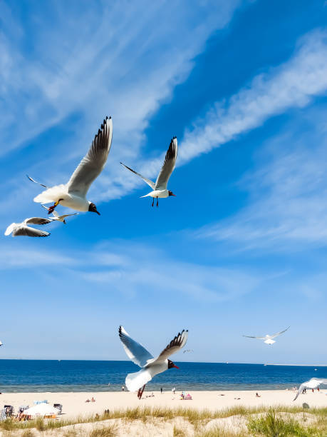 istock Seagulls fly in the blue sky 1403197404