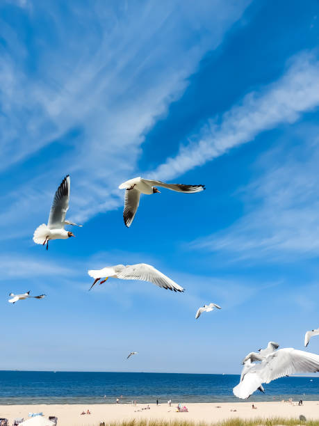 istock Seagulls fly in the blue sky 1403197412