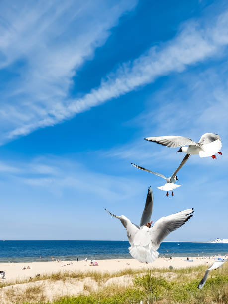 istock Seagulls fly in the blue sky 1403197432