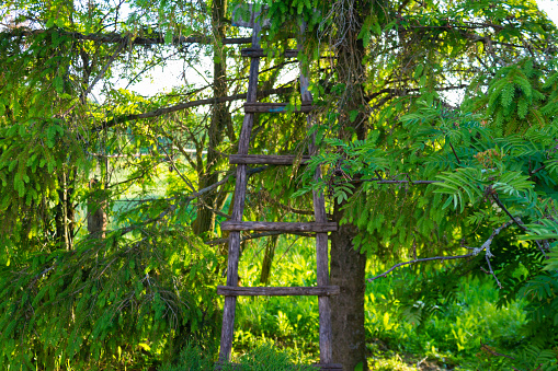 An impromptu wooden ladder is leaning against a tree in the forest.