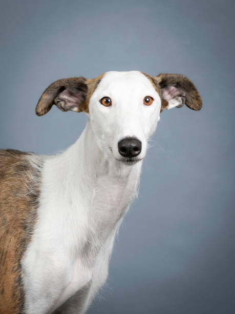 istock White spanish greyhound portrait in a photography studio 1403199788