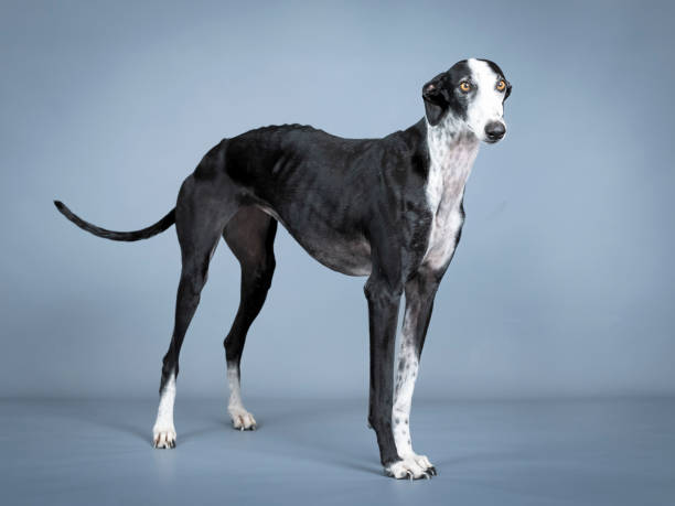 istock Black and white spanish greyhound standing in a photography studio 1403199791