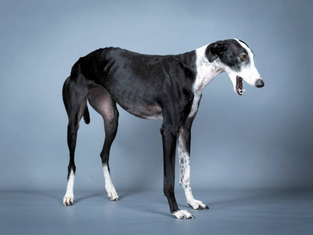 istock Black and white spanish greyhound standing in a photography studio 1403199796