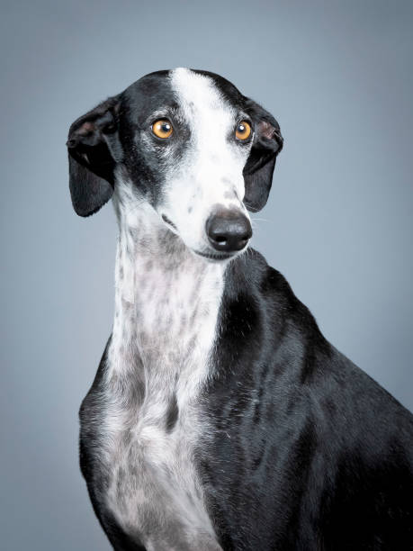 istock Black and white spanish greyhound portrait standing in photography studio 1403199821