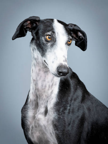istock Black and white spanish greyhound portrait standing in photography studio 1403199826