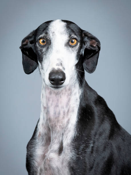 istock Black and white spanish greyhound portrait standing in photography studio 1403199838