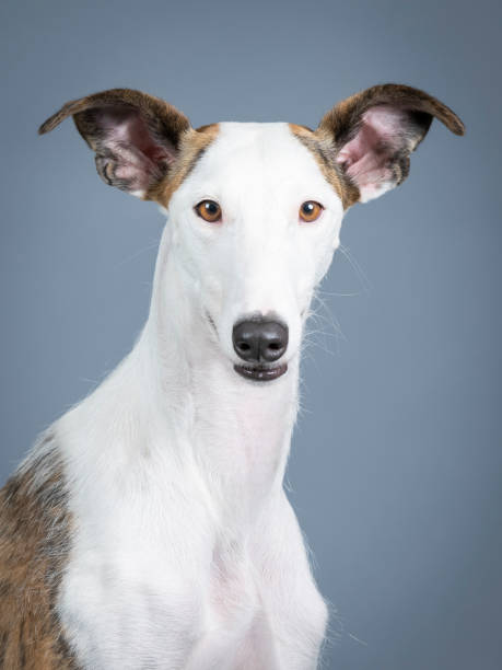 istock White spanish greyhound portrait in a photography studio 1403199911