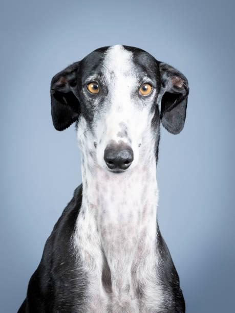 istock Black and white spanish greyhound portrait standing in photography studio 1403199952