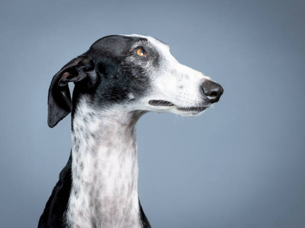 istock Black and white spanish greyhound portrait standing in photography studio 1403199966
