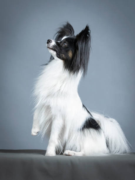 istock Papillon photography sitting in a photography studio 1403200000