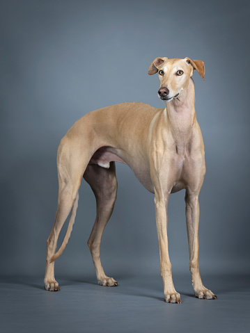 light brown spanish greyhound standing in photo studio