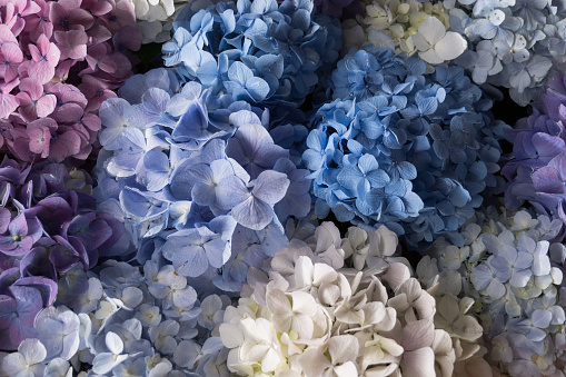 Hydrangea floating on the water