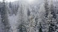 istock Aerial shot of winter forest and snow covered winter trees. Slow motion snow falling in the winter forest 1403202362