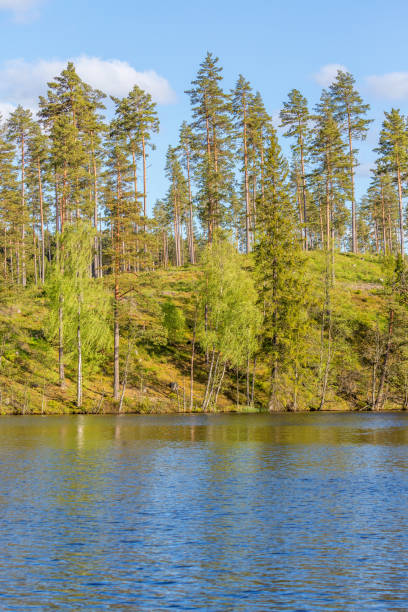 湖畔の丘の上の松の木 - boreal forest lake riverbank waters edge ストックフォトと画像