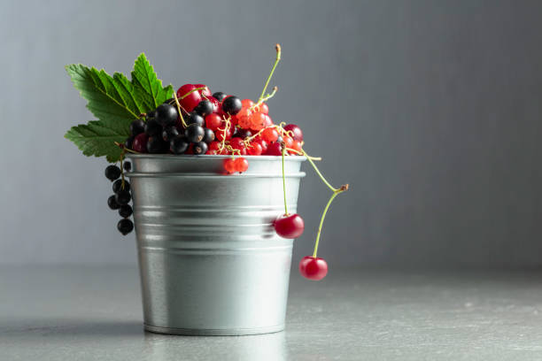 Cherries, red and black currants on grey background. Fresh berries in a small metal bucket. Copy space.