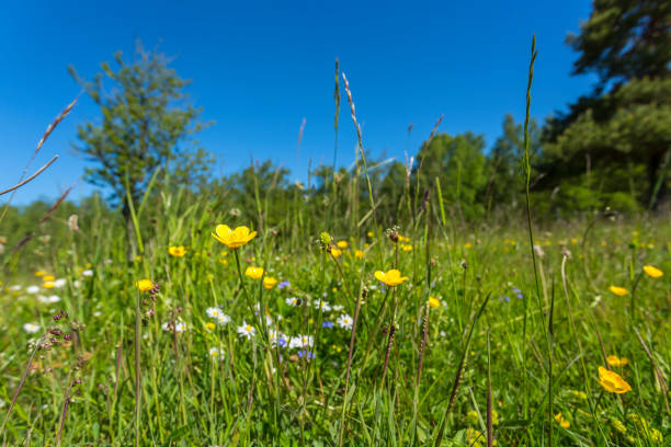 istock Summer flowers in a meadow 1403202657