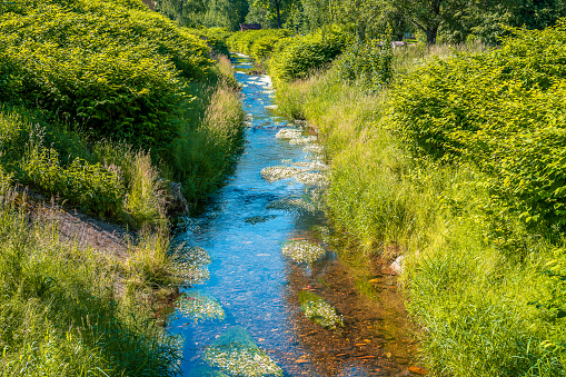 Calm stream floating through tall grass and some bushes on beautiful, sunny day. Little, white flowers blooming in the water.