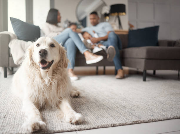 une famille métisse de trois personnes se relaxant sur le canapé, aimant la famille noire étant affectueuse avec leur fille. un jeune couple se lie pendant que leur chien de sauvetage adopté est allongé sur un tapis - retriever golden retriever dog happiness photos et images de collection