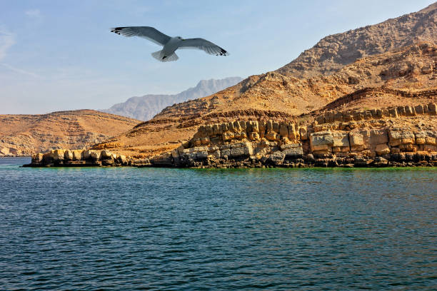 Oman fjords mountain rock landscape with flying seagull, Khasab