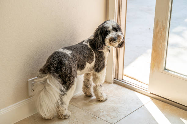 istock Old English Sheepdog at open door 1403205330