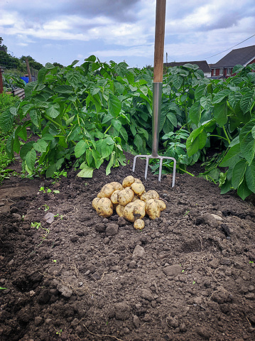 The farmer harvests potatoes in the garden. Close-up of the hands of an agronomist while working on the plantation. Harvesting idea.