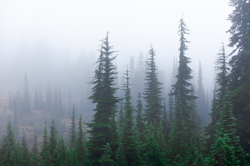 Misty natural scene of pine woodland covered by mist and fog after raining during winter season in Mount Rainier, Seattle, USA.