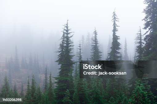 istock Misty natural scene of pine woodland during winter season. 1403206398
