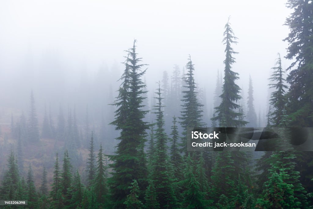 Misty natural scene of pine woodland during winter season. Misty natural scene of pine woodland covered by mist and fog after raining during winter season in Mount Rainier, Seattle, USA. Fog Stock Photo